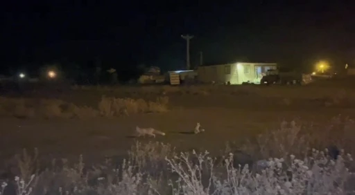 Kars’ta havalar soğudu tilkiler köye indi
