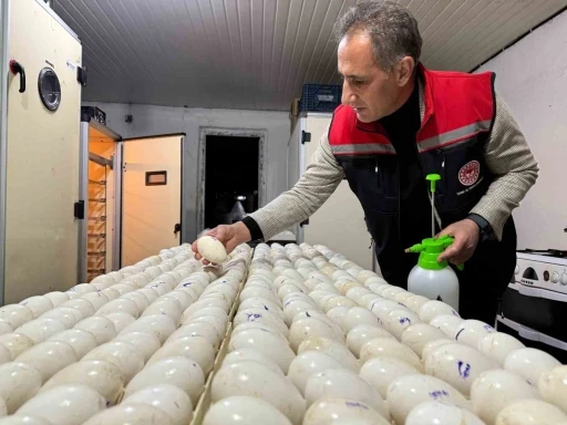 Kars’ta kaz yetiştiriciliğinde yeni dönem başlıyor
