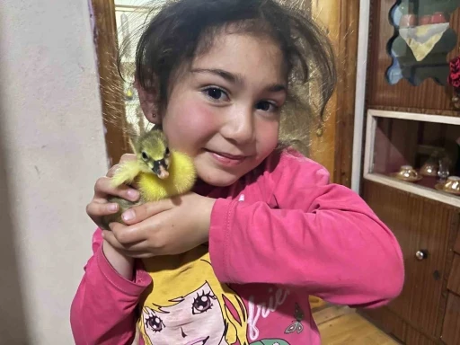 Kars’ta kazalar kuluçkaya yattı, yılın ilk yavruları çıktı
