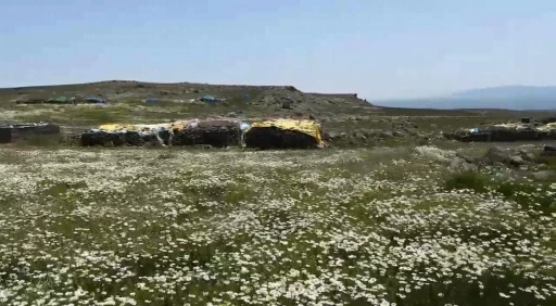 Kars’ta köylüler yaylaları imece usulü hazırlıyor
