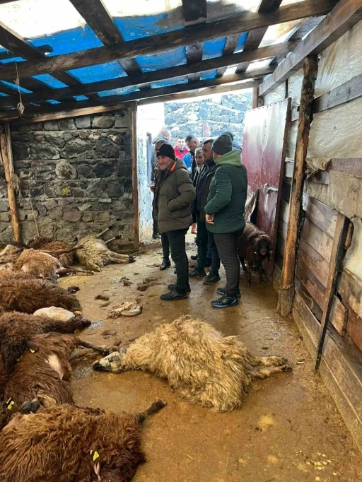 Kars&rsquo;ta kurt dehşeti: A&ccedil; kurtlar 130 koyunu telef etti
