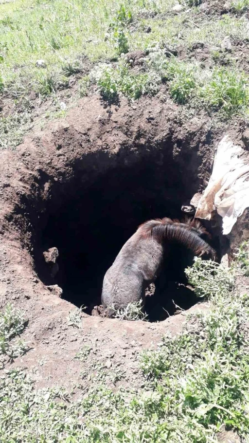 Kars’ta kuyuya düşen atı kendi imkanlarıyla kurtardılar

