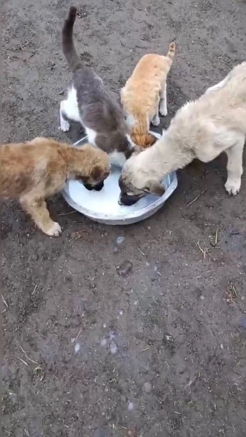 Kars’ta sımsıcak dostluk: Kedi ile köpek aynı kaptan süt içti
