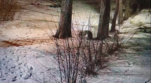 Kars&rsquo;ta site bah&ccedil;esinde oyuncu tilkiler g&ouml;r&uuml;nt&uuml;lendi
