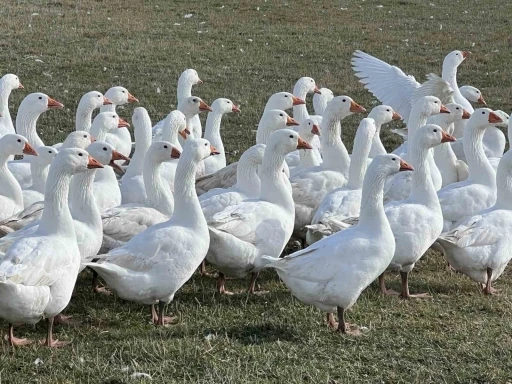 Kars’ta sofralarının vazgeçilmezi: ’Kar yiyen kazlar’ kesime hazır
