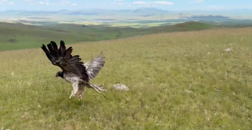 Kars’ta tedavileri tamamlanan yaban hayvanları doğayla buluştu
