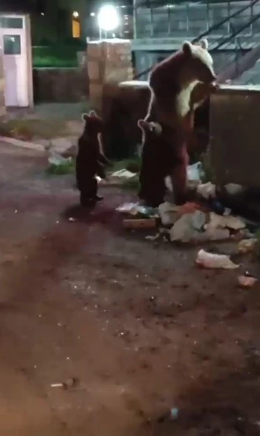 Kars&rsquo;ta vatandaş ayılara t&uuml;rk&uuml; s&ouml;yledi, o anlar sosyal medyayı salladı
