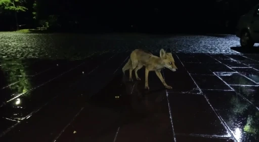Kars&rsquo;ta vatandaş yağmur altında kızıl tilkiyi besledi: O anlar kamerada
