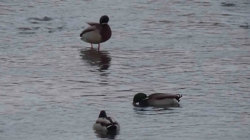 Kars&rsquo;ta yaban hayatı şehre indi: Yeşilbaş &ouml;rdeklerin yemek mesaisi kamerada

