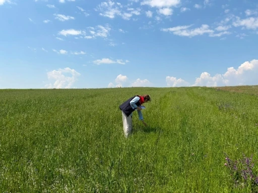 Kars&rsquo;ta yem bitkileri tespit &ccedil;alışmaları aralıksız s&uuml;r&uuml;yor
