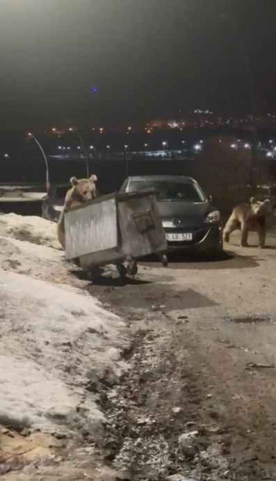 Kars&rsquo;ta yerleşim b&ouml;lgesine inen bozayılar &ccedil;&ouml;pte yiyecek ararken g&ouml;r&uuml;nt&uuml;lendi
