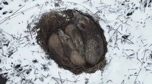 Kars&rsquo;ta yumak halinde uyuyan domuz ailesi g&ouml;r&uuml;nt&uuml;lendi
