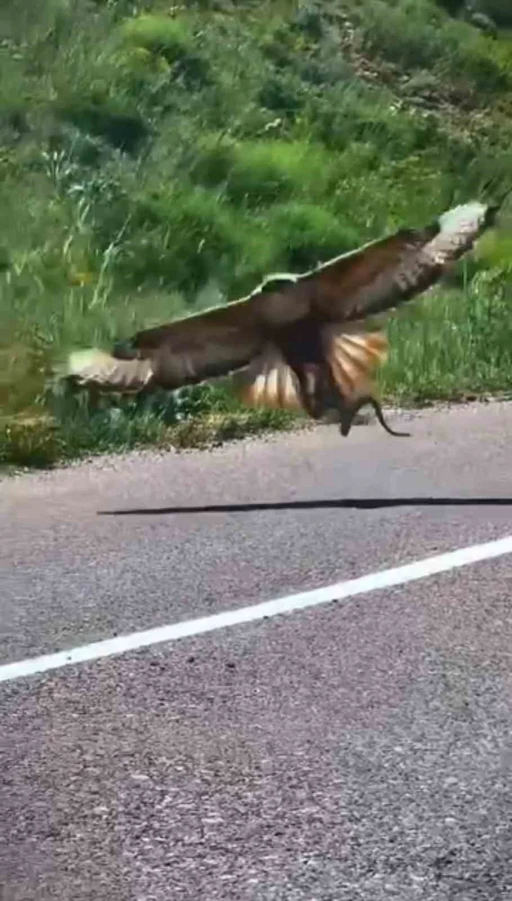 Kartalın nefes kesen yılan avı kamerada
