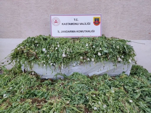 Kastamonu’da 120 bin kök haşhaş ele geçirildi
