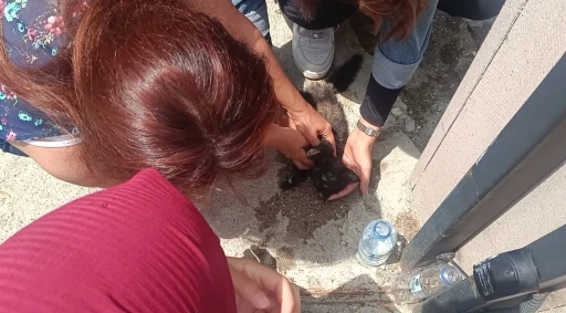 Kastamonu’da aracın çarptığı yavru kedi, üniversite öğrencilerinin kalp masajıyla hayata döndü

