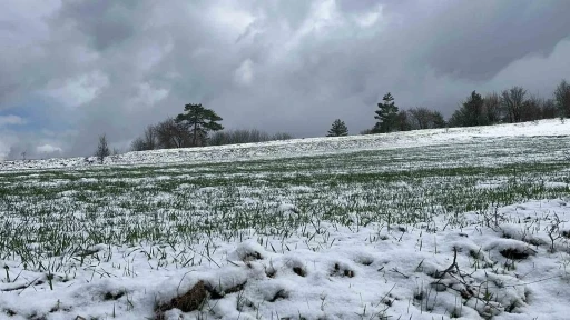 Kastamonu’da Mart ayına kadar devam eden kar yağışları siyez üreticilerinin yüzünü güldürdü
