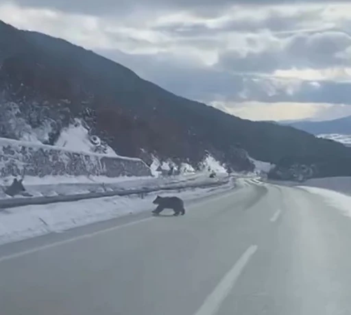 Kastamonu&rsquo;da ormanlık alanda karda ilerleyemeyen bozayı g&uuml;ld&uuml;rd&uuml;
