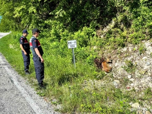 Kastamonu’da yaralı halde bulunan karacalar tedavi altına alındı
