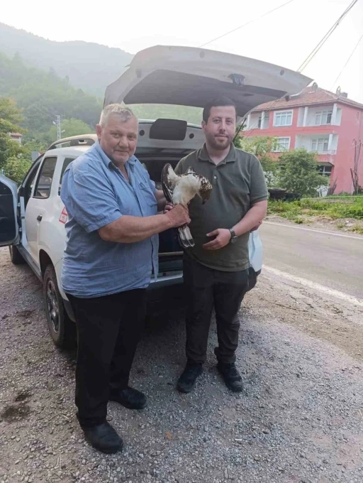 Kastamonu’da yaralı halde bulunan şahin, tedavi altına alındı
