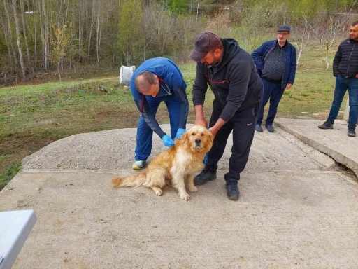Kastamonu’daki sahipli köpekler mikroçiple kimliklendiriliyor
