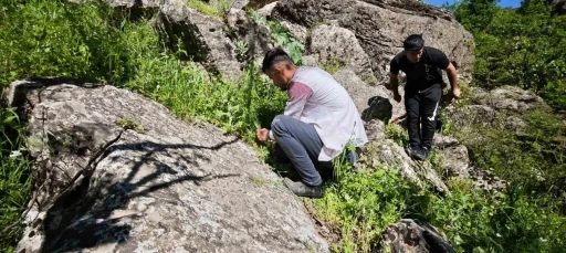 Katırlarıyla birlikte saatlerce yol kat ederek ulaştıkları dağlardan pancar topluyorlar
