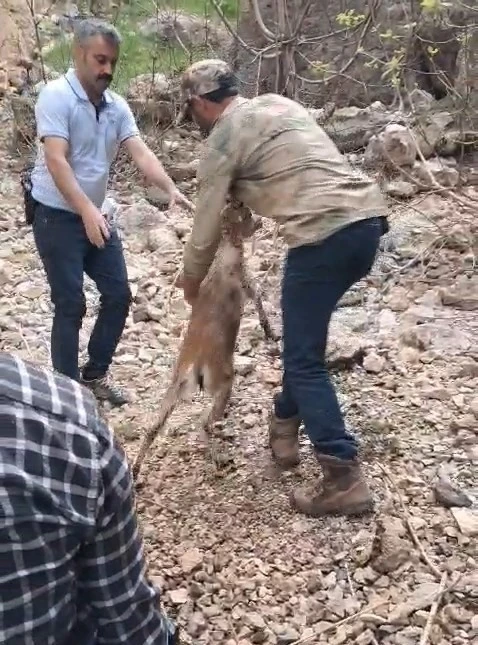 Kayalıklarda mahsur kalıp suya atlayan yavru dağ keçisi kurtarıldı
