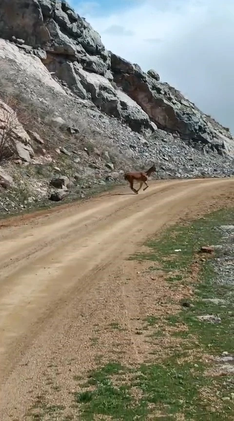 Kayalıklardan s&uuml;z&uuml;len zarafet kameralarda

