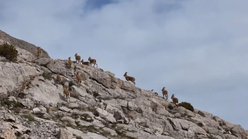 Kayalıkları mesken tutan yaban keçileri havadan görüntülendi
