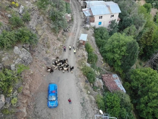 Kaybolan 30 küçükbaş hayvan dron ile bulundu
