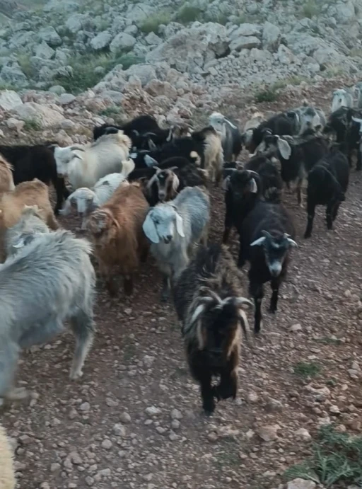 Kaybolan 38 küçükbaşın bulunması için yardım bekleniyor
