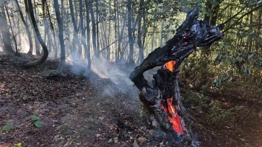 Kayın ve gürgen ağaçları alevlere teslim oldu
