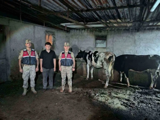 Kayıp b&uuml;y&uuml;kbaş hayvanlar jandarma ekiplerince bulundu
