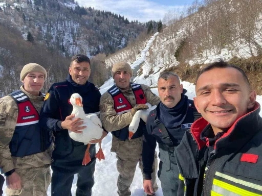 Kayıp kazlar &uuml;&ccedil; g&uuml;n sonra dere yatağında bulundu
