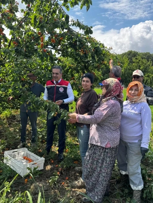 Kayısı bah&ccedil;elerinde hasat başladı
