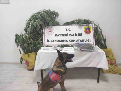 Kayseri’de 7 kök kenevir ele geçirildi: 1 gözaltı
