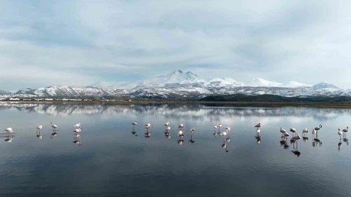 Kayseri&rsquo;nin ilk flamingo kafilesi geldi

