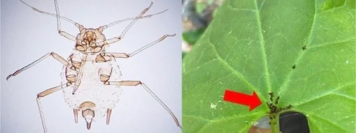 Kaz Dağları&rsquo;nda yeni bir b&ouml;cek t&uuml;r&uuml; keşfedildi
