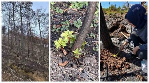KB&Uuml; yangın sonrası ekolojik s&uuml;reci araştıracak
