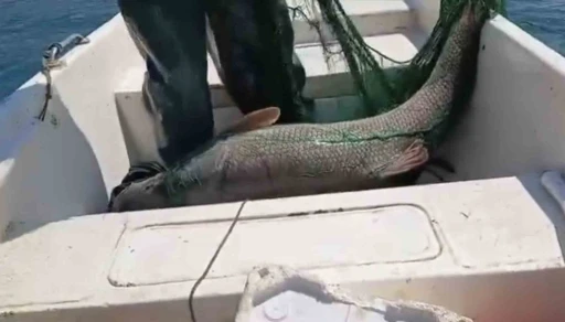 Keban Baraj Gölünde 72 kiloluk dev turna balığı yakalandı
