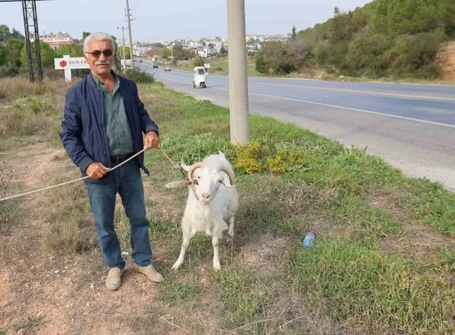 Keçileri ile tatil yapıyor
