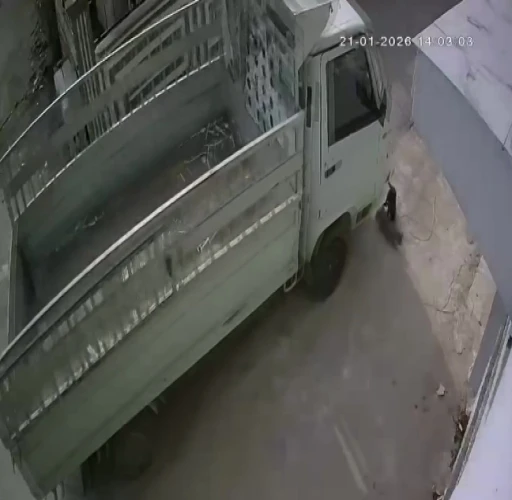 Kedi ezen s&uuml;r&uuml;c&uuml;ye hayvan barınağında &ccedil;alışma cezası
