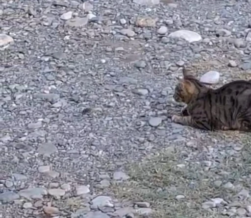 Kedi fareyle top gibi oynadı
