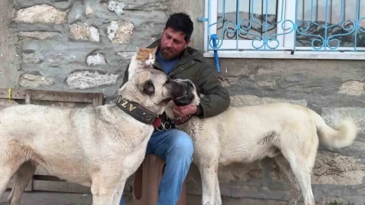 Kedi ile Kangal k&ouml;peklerinin dostluğu g&ouml;renleri şaşırtıyor

