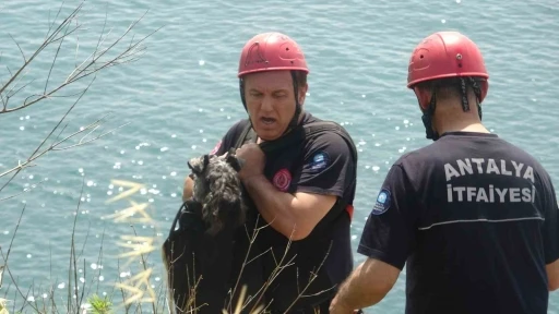Kedi kovalarken falezlerden d&uuml;ş&uuml;p mahsur kalan k&ouml;peğe film gibi kurtarma operasyonu
