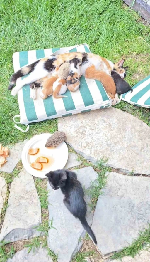 Kedi ve kirpilerin &quot;süt kardeşliği&quot;
