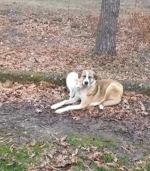 Kedi ve k&ouml;peğin dostluğu y&uuml;zleri g&uuml;ld&uuml;rd&uuml;
