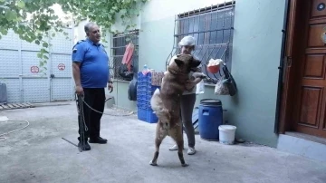 Kedi ve köpekleri için bahçeli ev kiraladılar, hepsinin ayrı odası var
