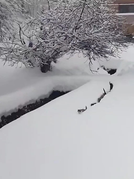 Kedilerin karda y&uuml;r&uuml;meye &ccedil;alıştığı anlar renkli g&ouml;r&uuml;nt&uuml;ler oluşturdu
