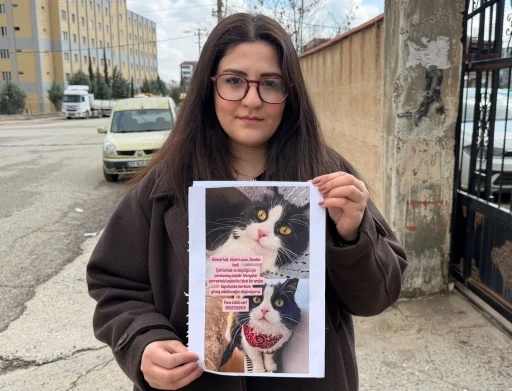 Kedilerini bulana &ccedil;eyrek altın verecekler
