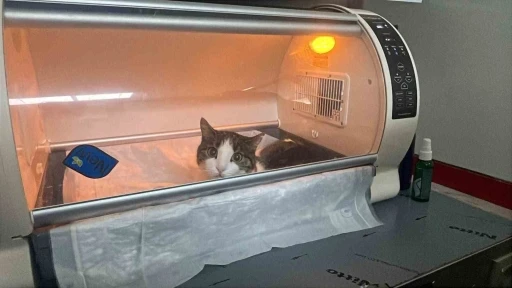 Kedinin karnından 400 gramlık kist &ccedil;ıktı, tedavisi yapılan kedi sahibine teslim edildi
